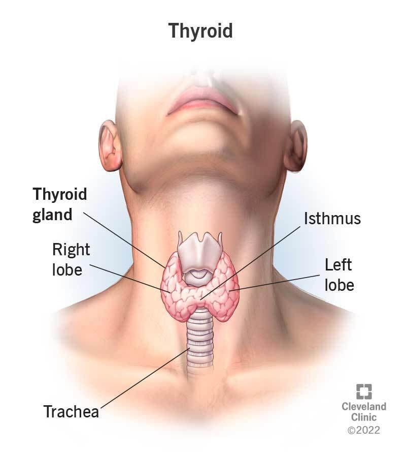 Endocrine System Disorders